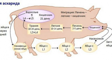 Nebezpečí askariózy u prasat, léčba a prevence onemocnění